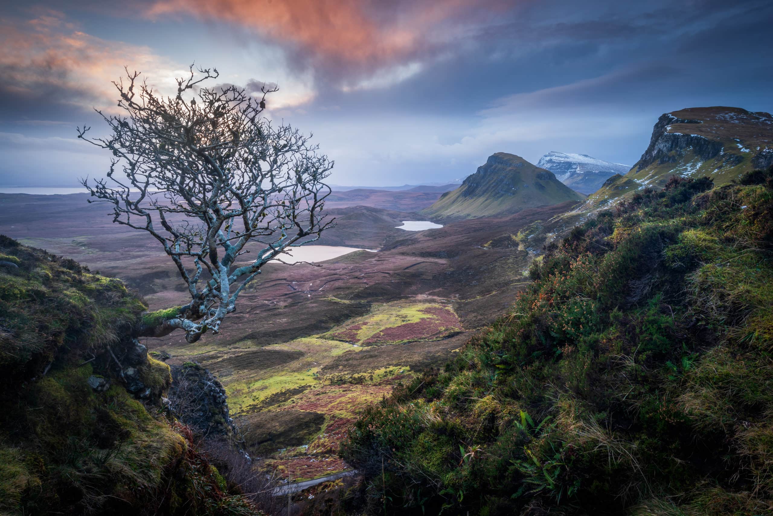 Quiraing and tree, Isle of Skye
