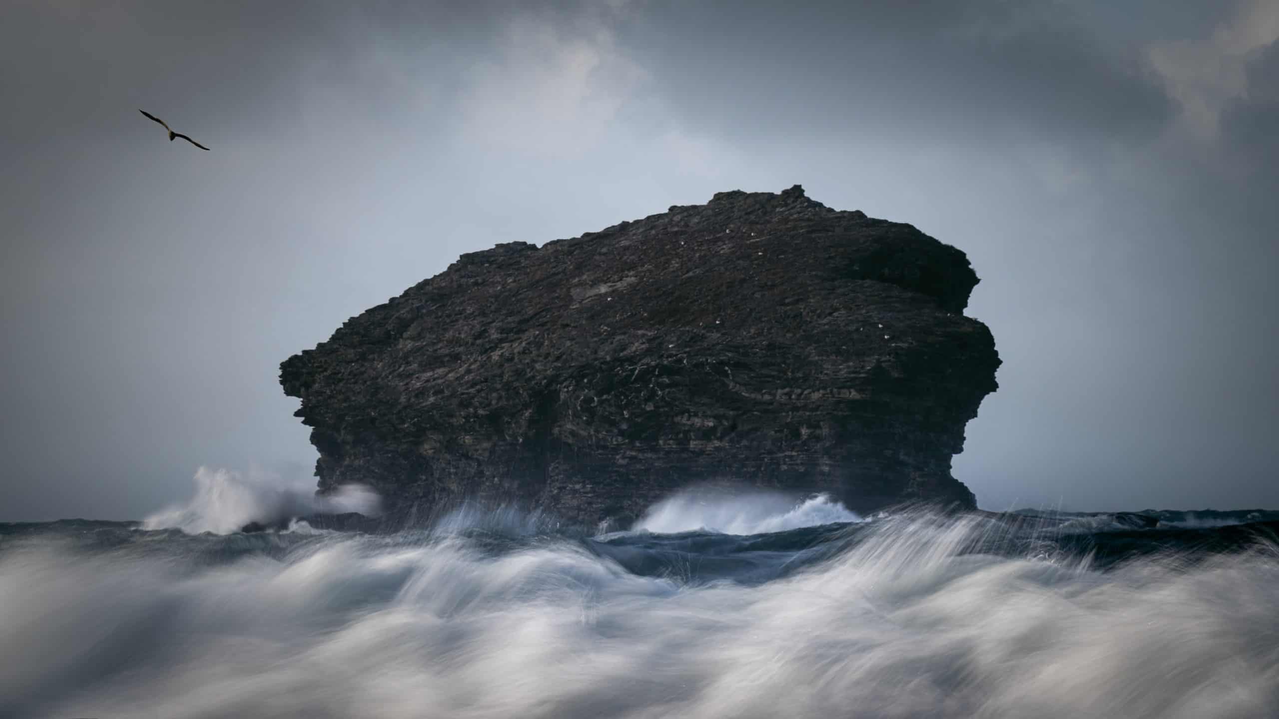 Stormy Gull rock and bird, Cornwall