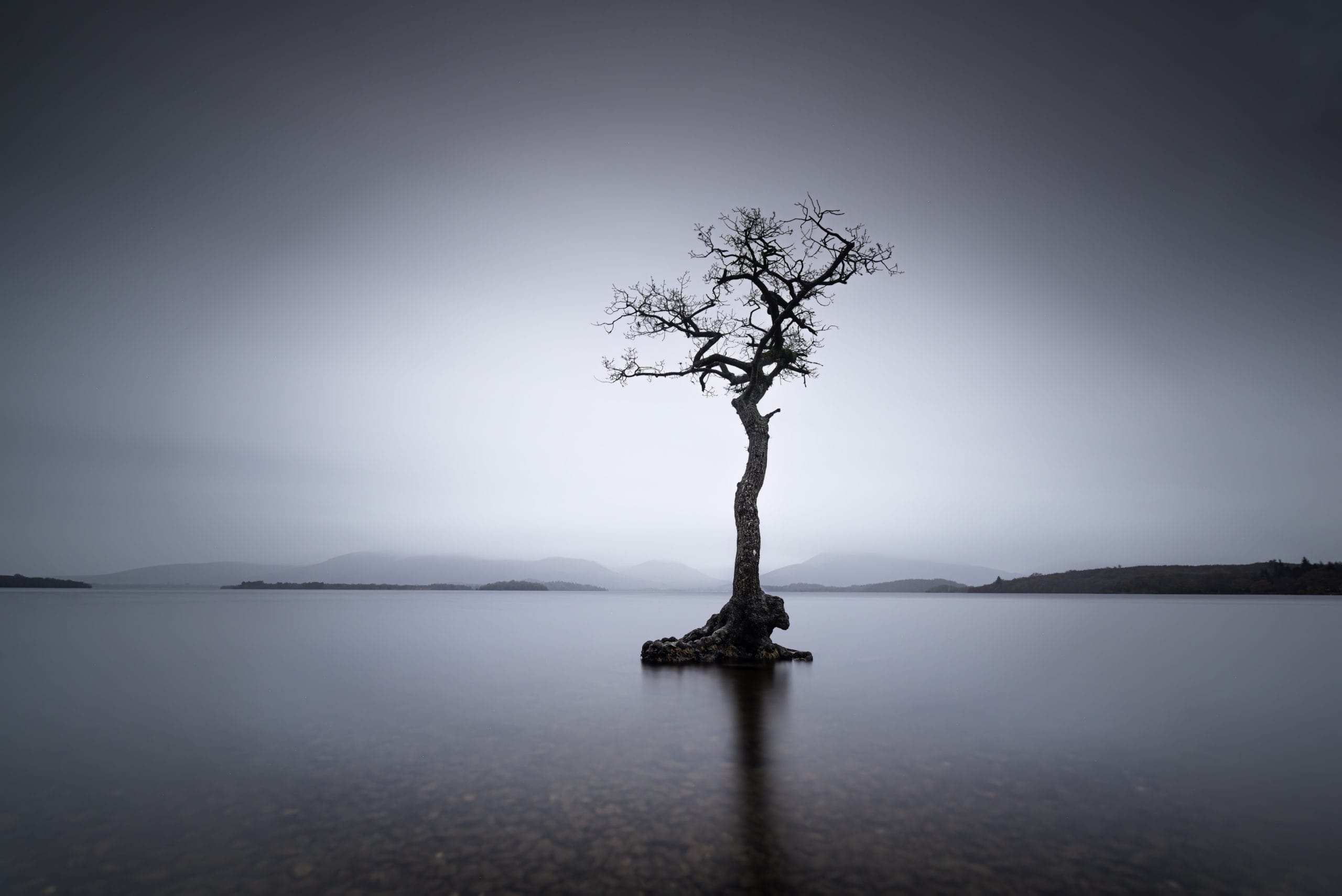 Lone Tree Loch Lomond, Scotland